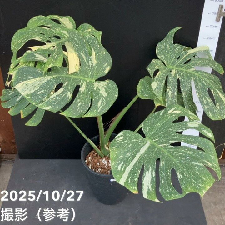 楽天市場】【お買い得！現品お届け】モンステラ タイコンステ 