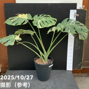 yԌXgA|Cg10{IzyIi͂zXe ^CRXe[V Monstera deliciosa 'Thai constellation' 8i2jbϗt10-TU