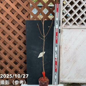 v ʂ̕P 5|bgbʎ04-PA