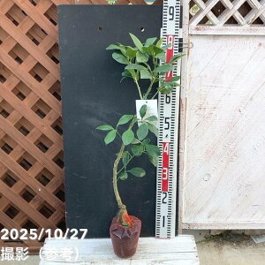 文旦 ぶんたん 安政柑 4.5号|柑橘|果樹04-PA