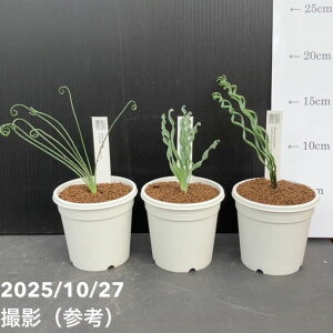 yԌXgA|Cg10{IzAuJ 3 3Zbgiu[XxCGERRfBAi xCJ[EXsXjbϗt10-TU