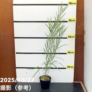 AJVAiiKoAJVAjMtHA 5bԖ10-TU