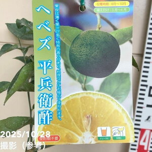 ヘベズ 平兵衛酢 5号|柑橘|果樹04-PA