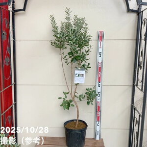 tFCWA N[bW 7bs200bʎ04-PA