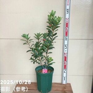 椿 アザレアツバキ 7号|花木04-PA