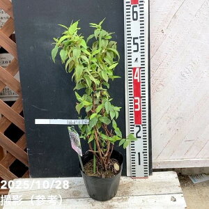 EcM Yx[Tf[ 5bԖ04-PA