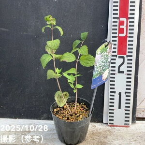 oCJEcM p[YIupt[ 3.5bԖ04-PA