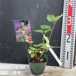 h[tCbN WV[ 3.5bԖ04-PA