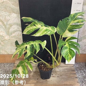 yi͂zGsvi A}]S[h Epipremnum eAmazon Goldf 4iAM1jbϗt04-PA