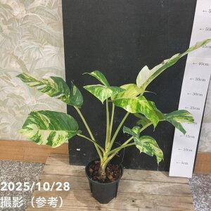 yi͂zGsvi A}]S[h Epipremnum eAmazon Goldf 4iAM2jbϗt04-PA