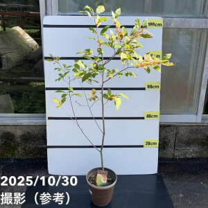 yʌ 󂠂zEB^[x[ EB^[S[h  6bs200bԖ01-D1