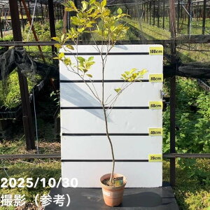 yʌ 󂠂zEB^[x[ EB^[S[h Y 6bs200bԖ01-D1