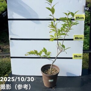 yʌ 󂠂zEB^[x[ I[XeEFCN  6bԖ01-D1