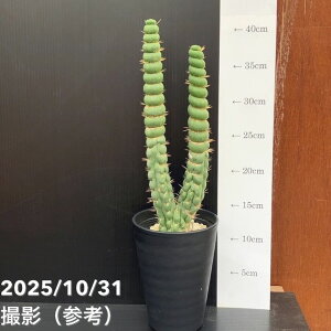 yi͂z[LjA JX^lA XsX 4i5jږ؂낵bϗt10-TU