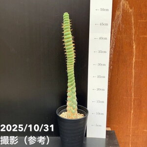 yԌXgA|Cg10{Izyi͂z[LjA JX^lA XsX 4i7jږ؂낵bϗt10-TU