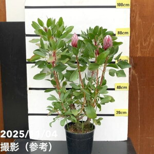 yi͂zLOveA gvXi5ԕtj7c PVPbs200bԖ10-TU