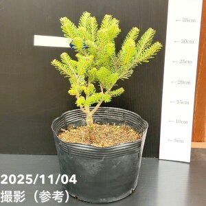 yi͂z^뉀Y Ai ~ TCVEVx S[fh[ 7i1jbԖ10-TU