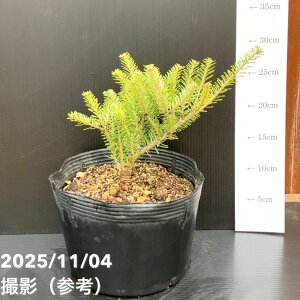 yi͂z^뉀Y Ai ~ TCVEVx S[fh[ 7i3jbԖ10-TU