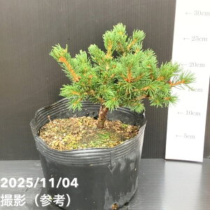 yi͂z^뉀Y Ai sZA vQX gEq bL[XgCN 7i2jbԖ10-TU