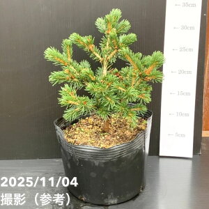 yi͂z^뉀Y Ai sZA vQX gEq bL[XgCN 7i3jbԖ10-TU