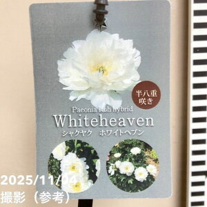 䉖 VNN 5 zCgwub04-PA