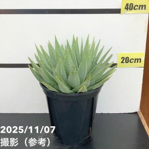 yԌXgA|Cg10{Izyi͂zAG |tB Aloe polyphylla 7i2jbϗt10-TU