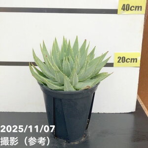 yԌXgA|Cg10{Izyi͂zAG |tB Aloe polyphylla 7i3jbϗt10-TU