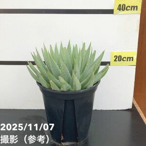yԌXgA|Cg10{Izyi͂zAG |tB Aloe polyphylla 7i4jbϗt10-TU