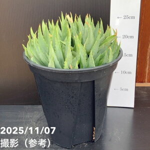 yԌXgA|Cg10{Izyi͂zAG |tB Aloe polyphylla 7i5jbϗt10-TU