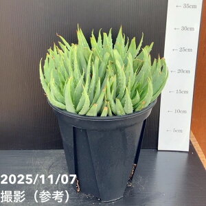 yԌXgA|Cg10{Izyi͂zAG |tB Aloe polyphylla 7i6jbϗt10-TU