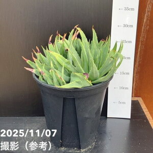 yԌXgA|Cg10{Izyi͂zAG |tB Aloe polyphylla 7i7jbϗt10-TU