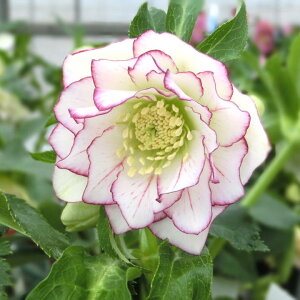 NX}X[Y ɐ݂ 5 Ԉ߁bR01-D1