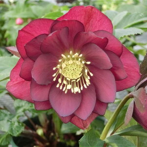 NX}X[Y ɐ݂ 5 قbR01-D1