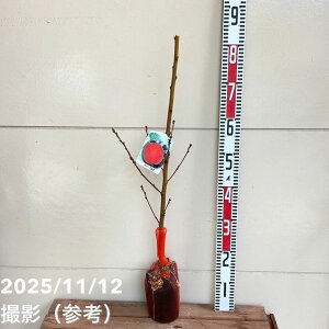 �� ������ �l�I 5���b�ʎ�04-PA