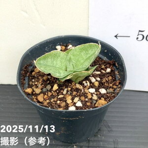 �T���X�x���A 7cm�|�b�g �~�j���[�Y Mini rose �v�����b�ϗt02-D2