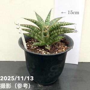 TXxA 4 oeO[ Banteng green vbϗt02-D2