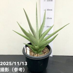 yi͂zTXxA 5 ~m Milano viS221jbϗt02-D2