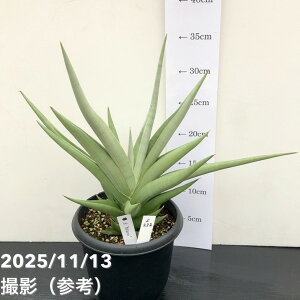 yi͂zTXxA 5 ~m Milano viS222jbϗt02-D2