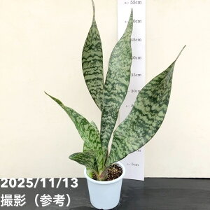 TXxA 4 AueBAi vbϗt02-D2