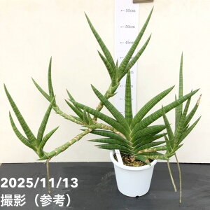 yi͂zTXxA 5 gPjA [Nv vdliS223jbϗt02-D2