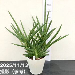 yi͂zTXxA 5 gPjA [Nv vdliS224jbϗt02-D2