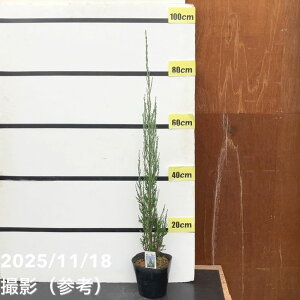 Rjt@[ u[A[ 5bԖ10-TU