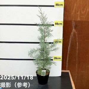 Rjt@[  u[ACX 5bԖ10-TU