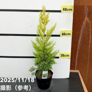 Rjt@[  S[hC_[ 5bԖ10-TU