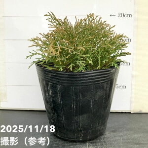 Rjt@[ ~NrI^fNT[^ 5bԖ10-TU