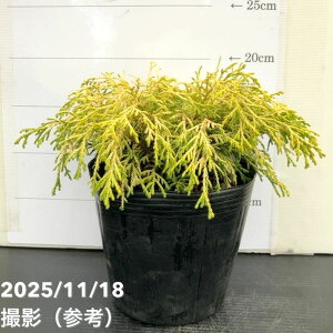 Rjt@[ S[fbv 5bԖ10-TU