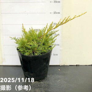 Rjt@[ ZCubNS[h 5bԖ10-TU