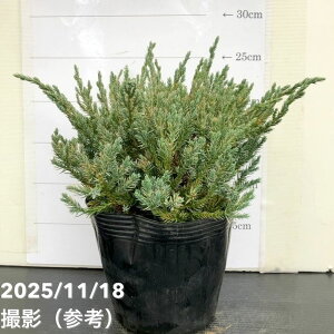 Rjt@[ u[J[ybg 5bԖ10-TU