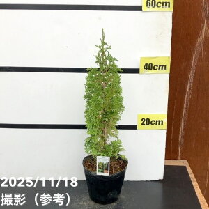 Rjt@[ fN[cXpCA[ 5bԖ10-TU