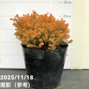 Rjt@[ CS[h 5bԖ10-TU